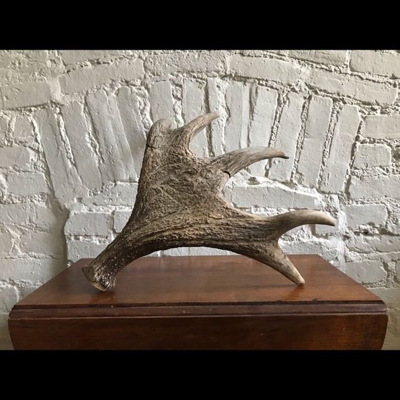 ❗️Sold❗️Moose Antlers - Picture 4 of 5